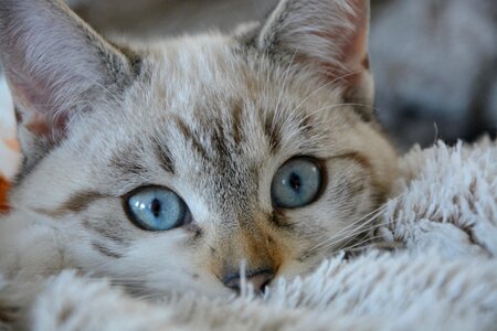 Blue eyes domestic animal young cat photo