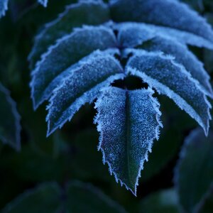 Leaves plants cold photo