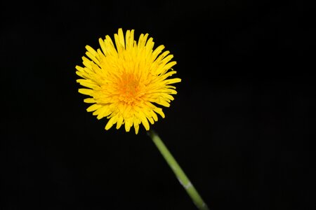 Yellow petals nature yellow flower