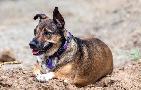Townsville rescue dog family pet brown cross