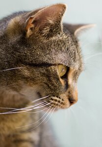 Pet tomcat cat face