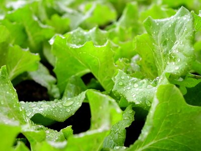 Salad organic green