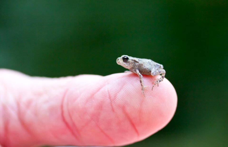 Animal close up biology