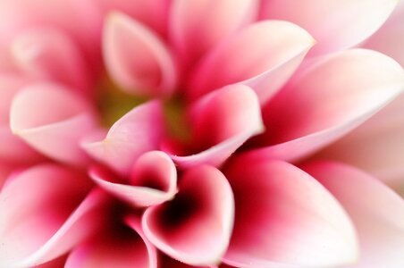 Macro pink petal photo