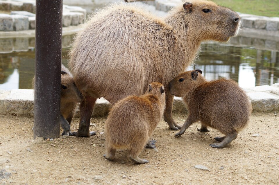 Capybara harvest hills my