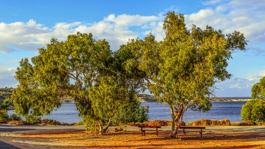 Scenery eucalyptus cavo greko