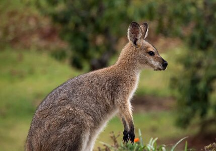 Queensland marsupial wild