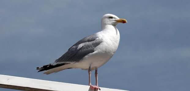 Animal seevogel sea photo