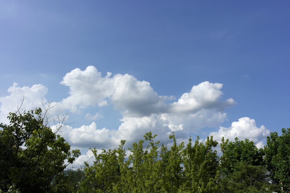 Sky blue wood