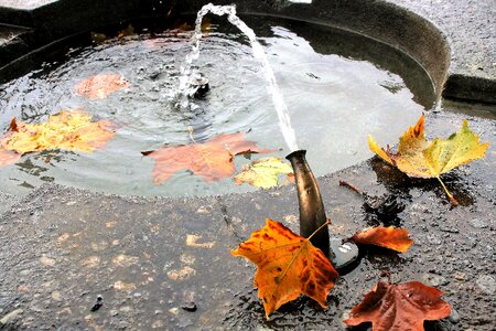 Rain yellow leaves water