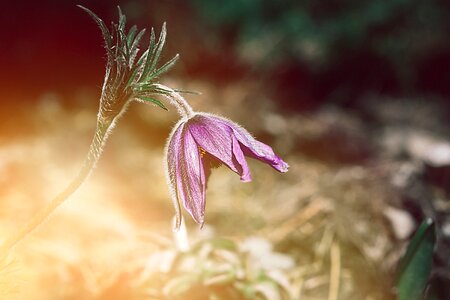 Fade flora plant