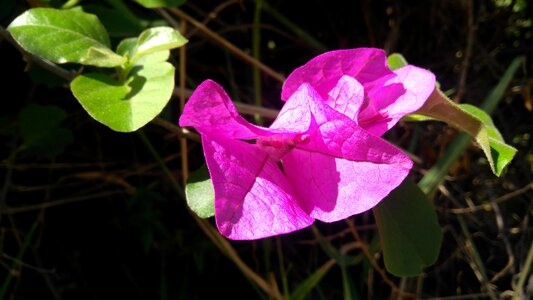 Flower nature enviroment