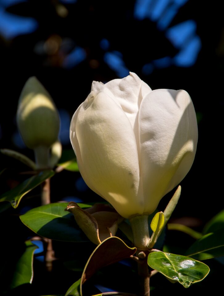 Cream white single