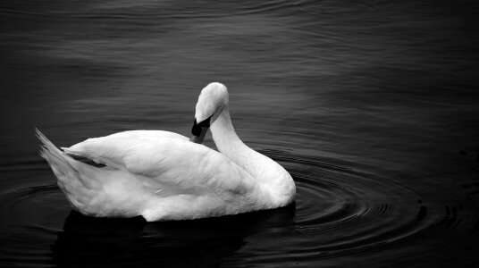 Cygnet white bird bird