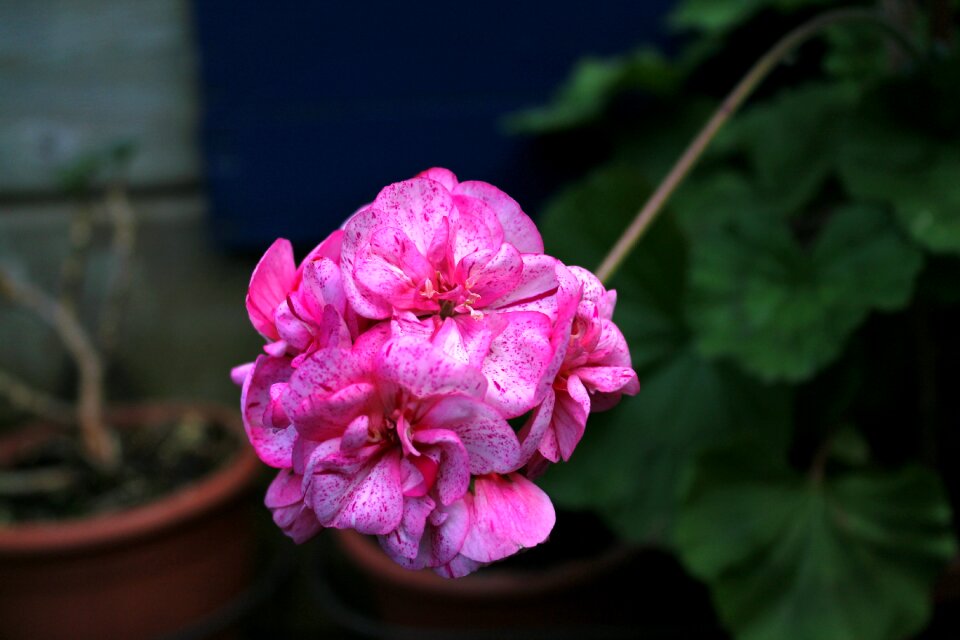 Petal pelargoniom geranium