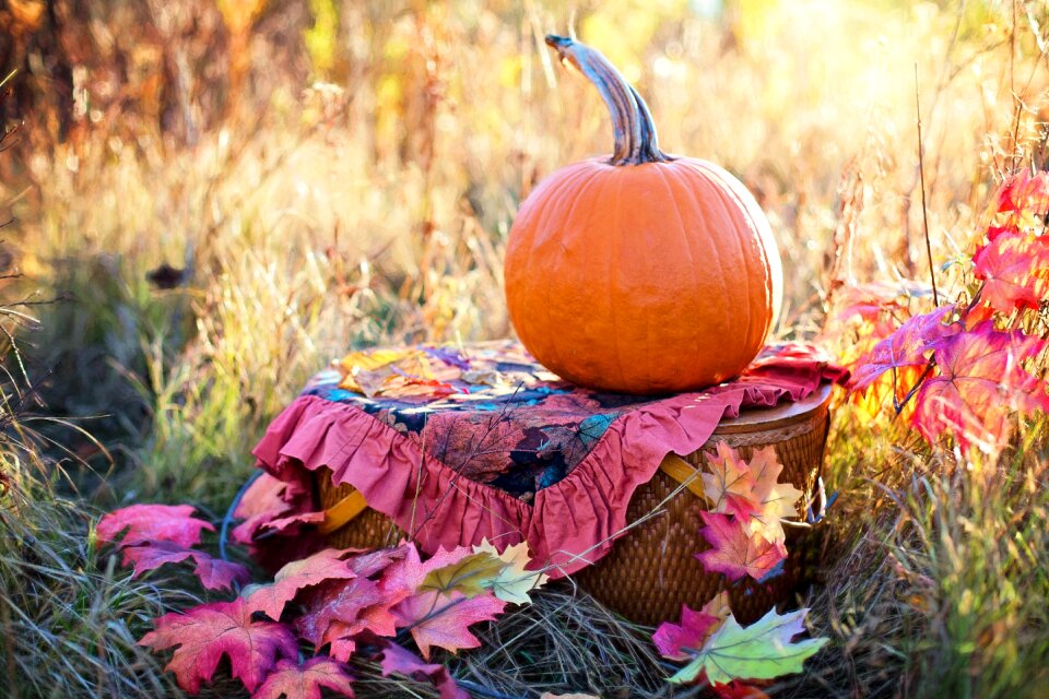 Still life pumpkin fall leaves
