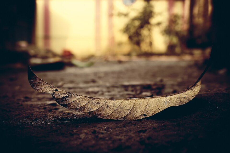 Dead leaf tree fallen