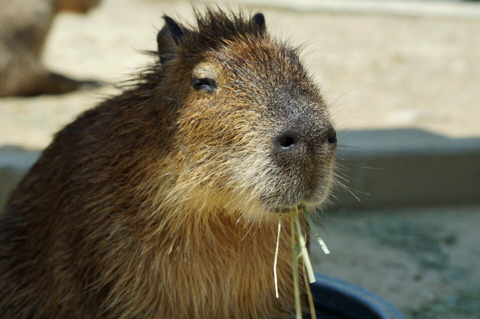Capybara harvest hills my