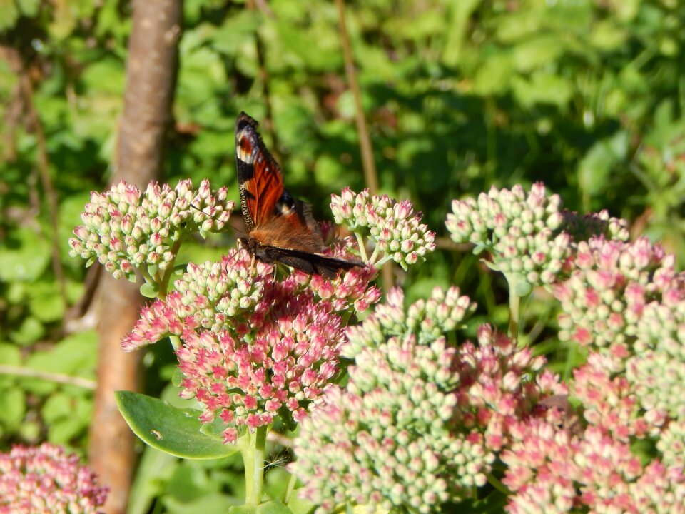 Stonecrop sedum september