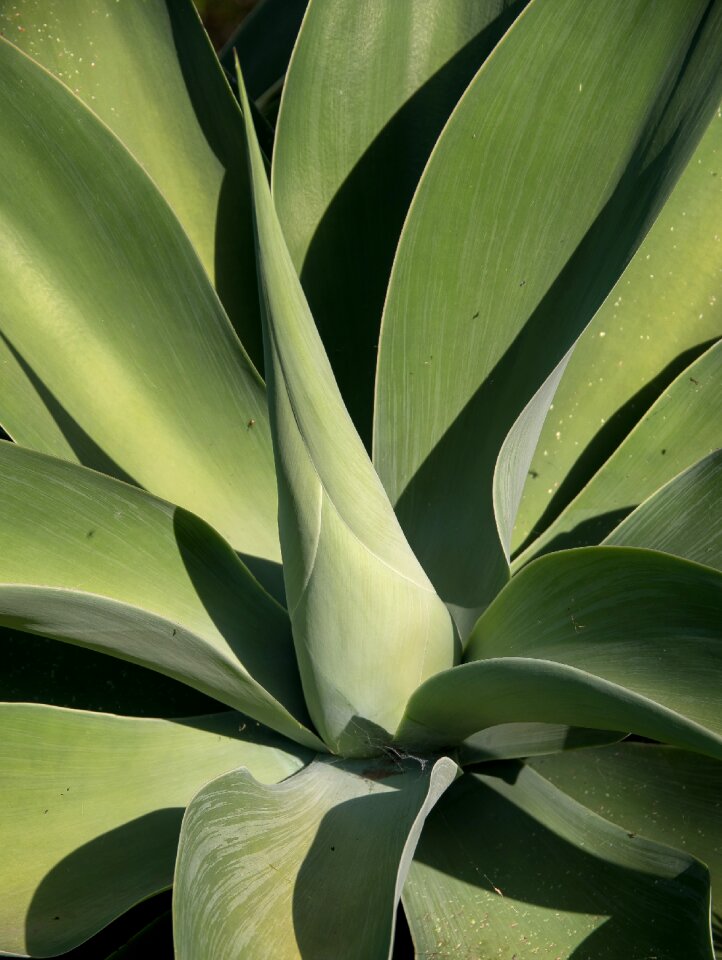 Circle foliage garden