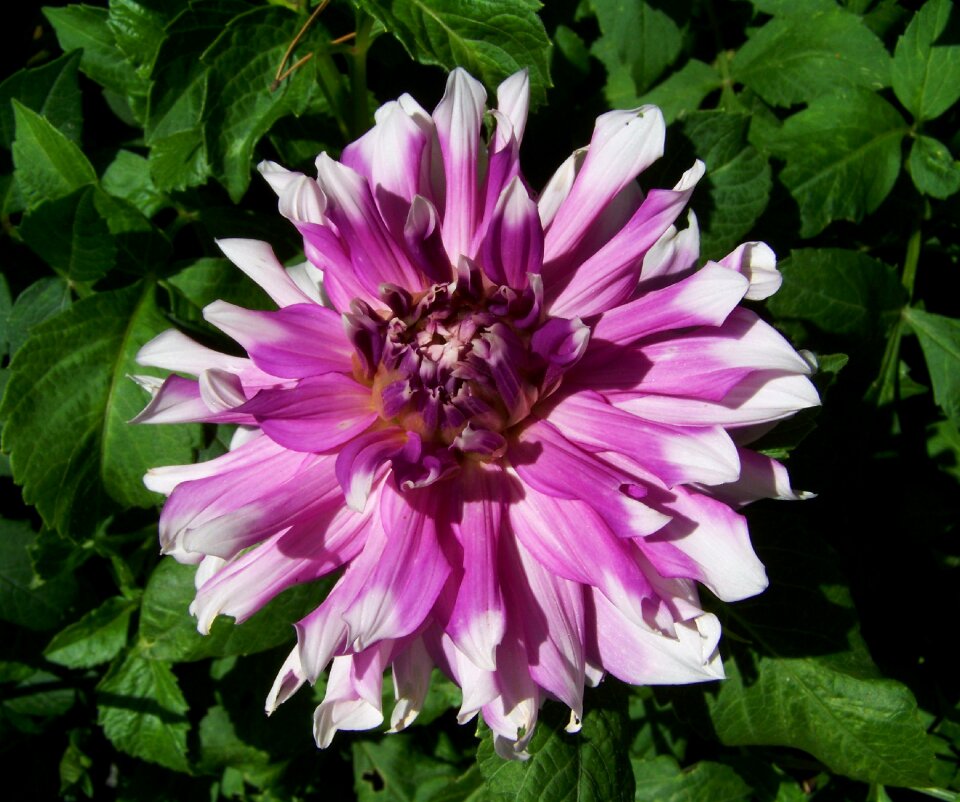 Pale purple summer flower garden