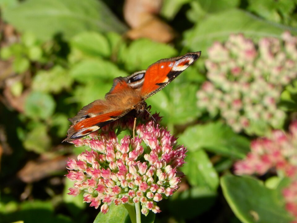 Stonecrop sedum september