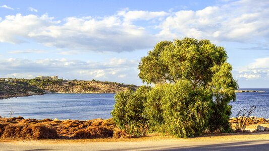 Eucalyptus cavo greko cyprus