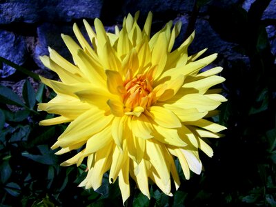 Yellow flower summer flower garden