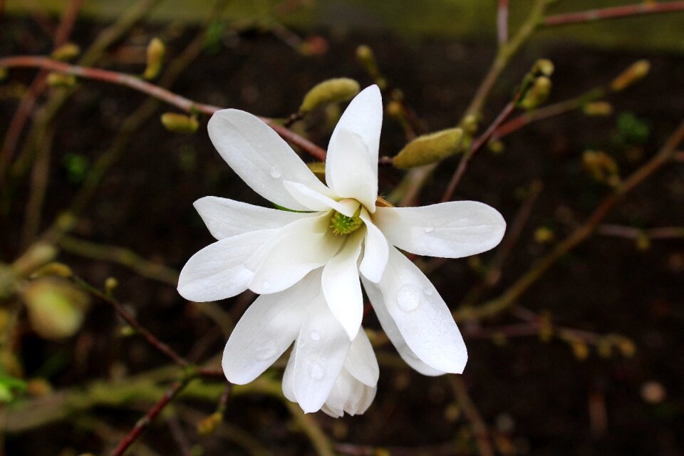 Nature flower plant