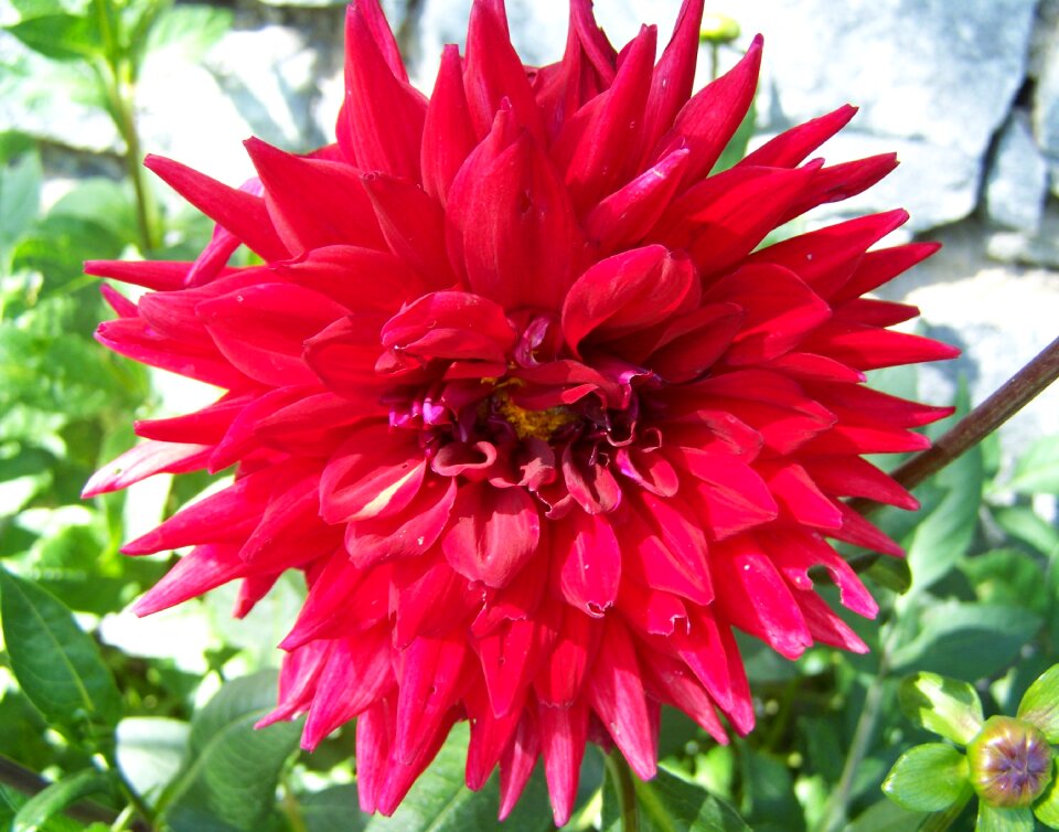 Dahlia red flower summer flower