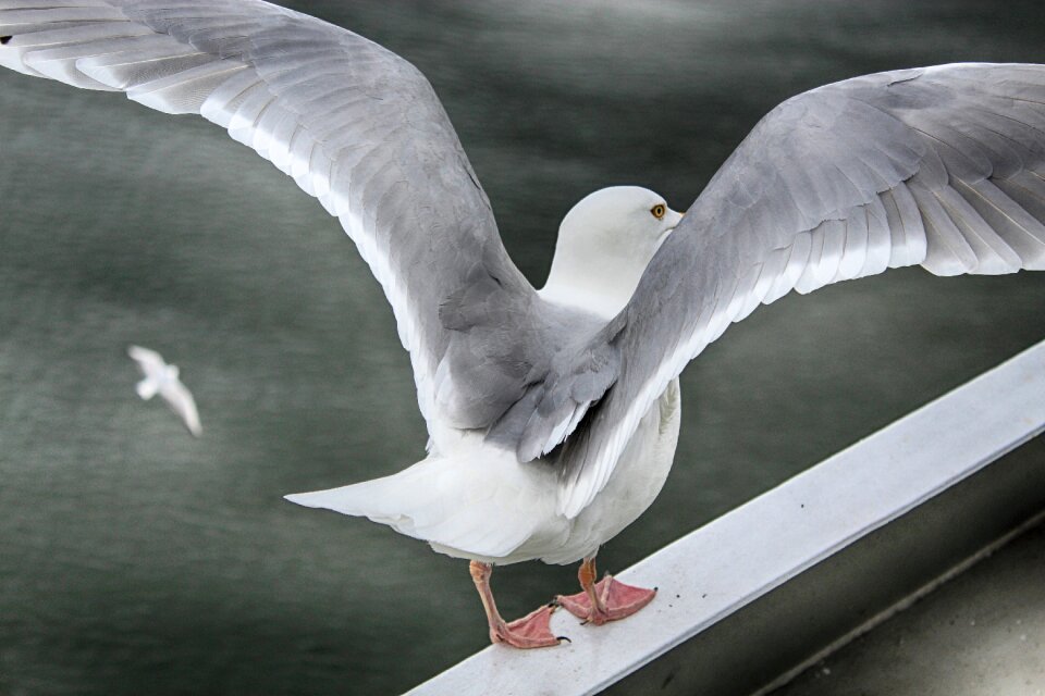 Water bird water bird