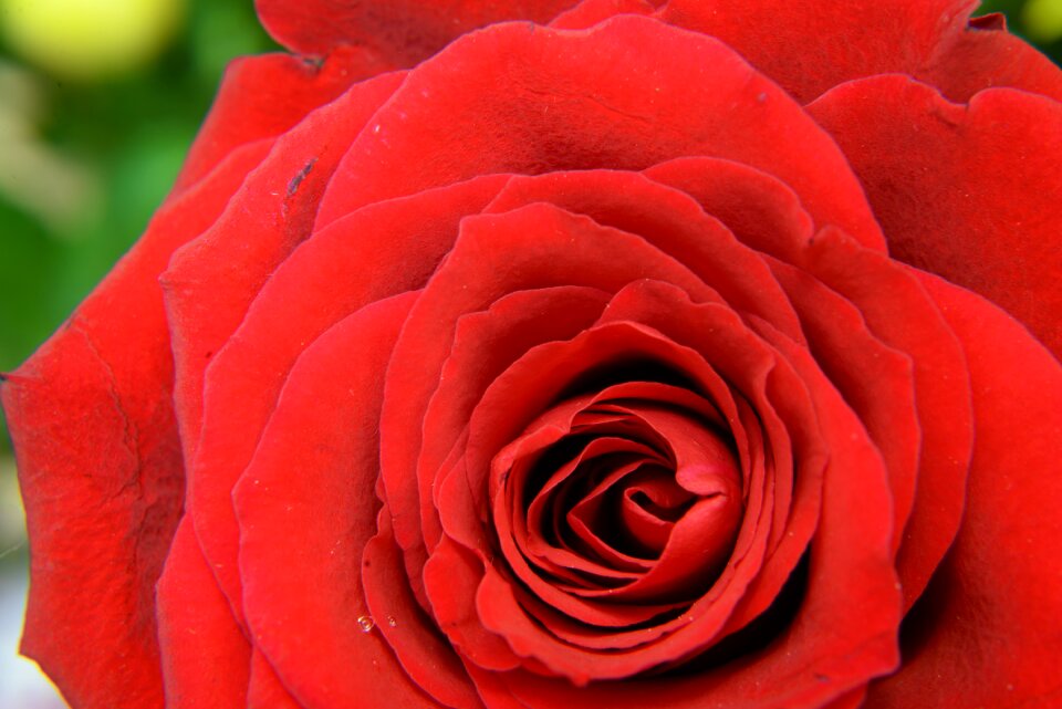 Red petals leaves