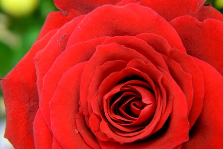 Red petals leaves photo