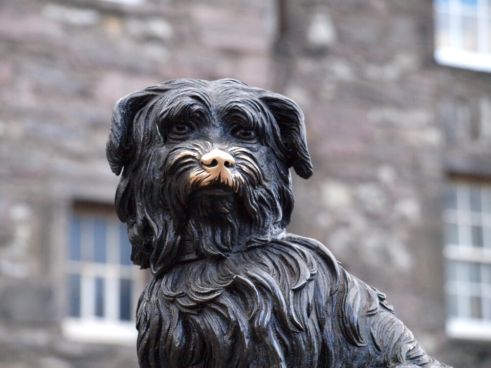 Mammal outdoors canine