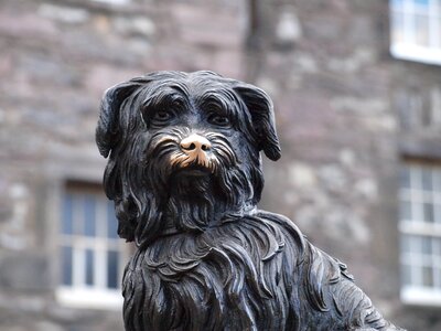 Mammal outdoors canine