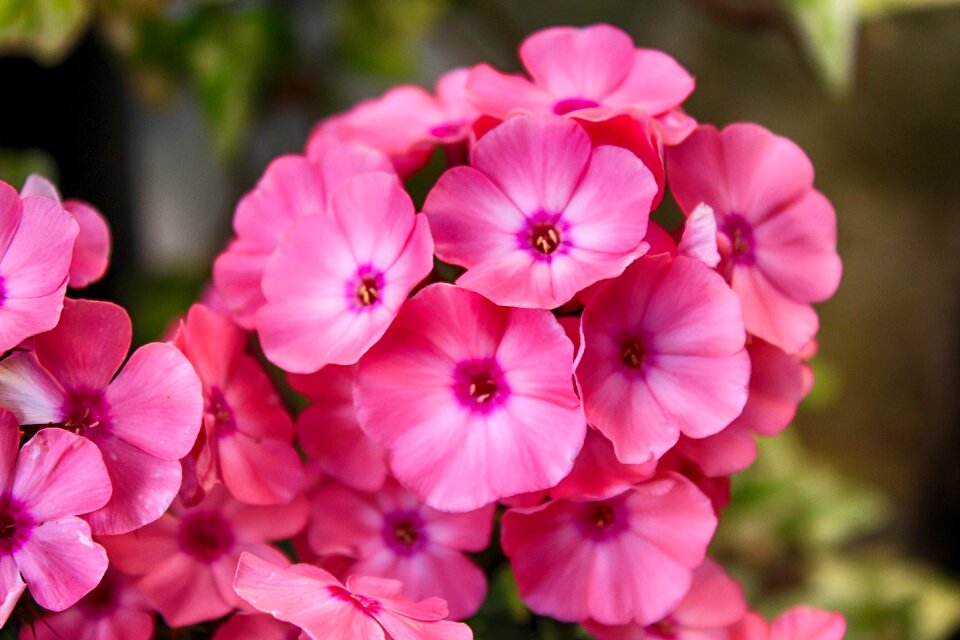 Bloom pink flower balcony plant