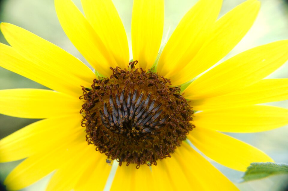 Yellow nature yellow nature