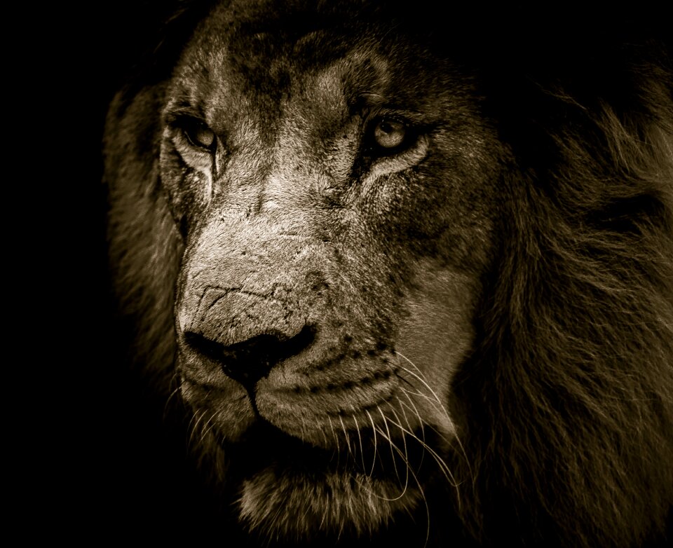 King strength feline