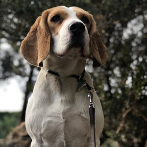 Canidae mammalia animalia