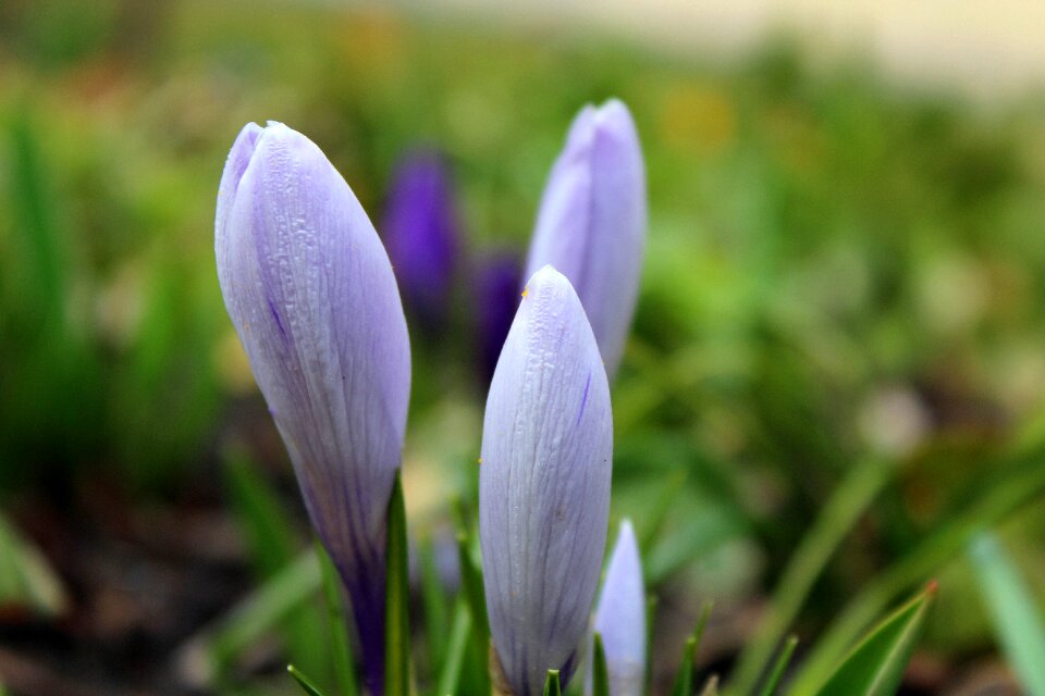 Violet march nature