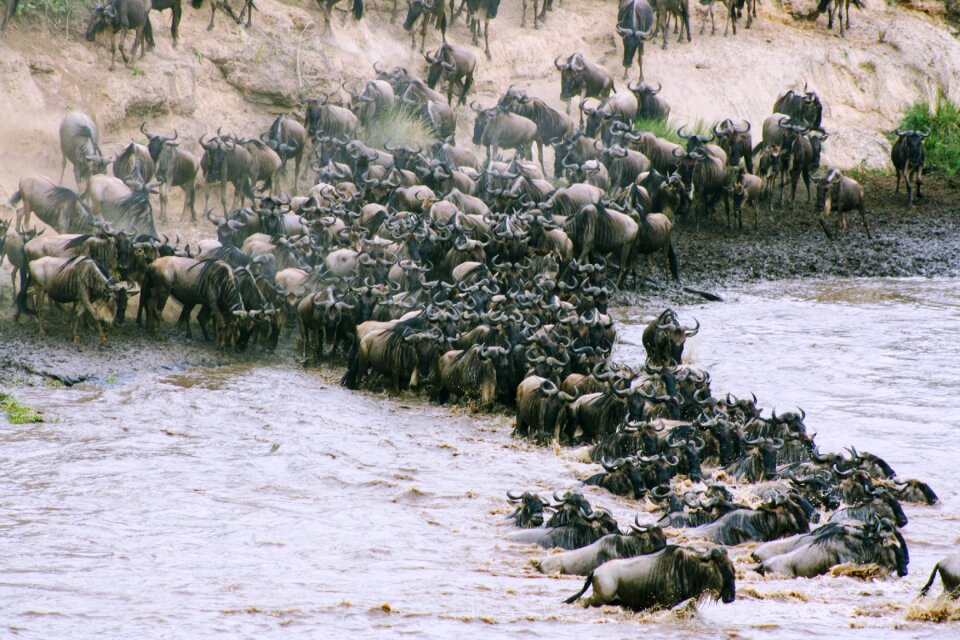 Africa wildebeest safari