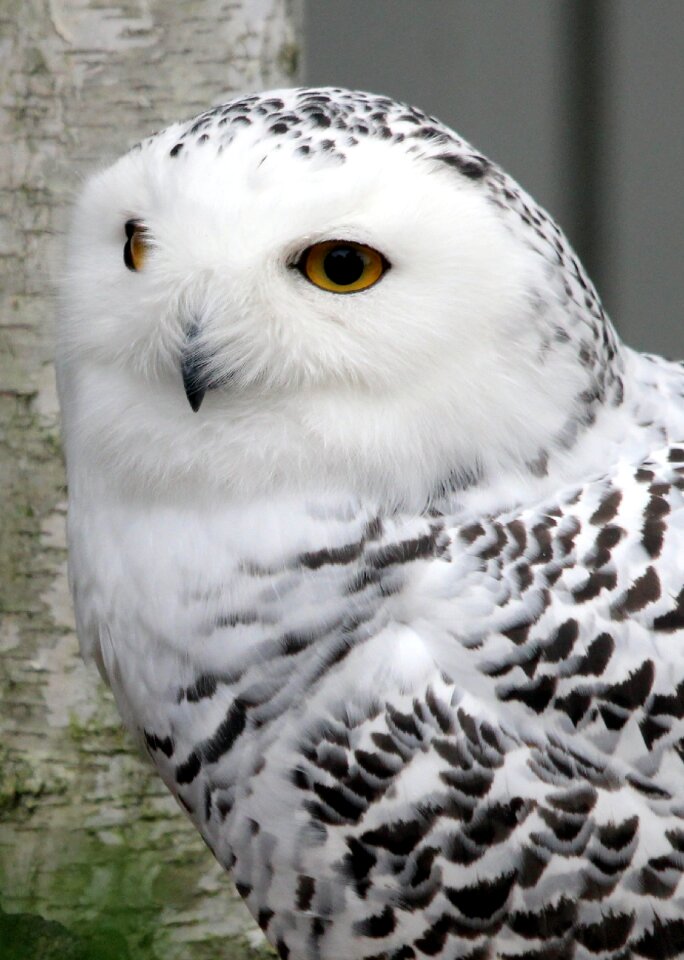 Feather nature white
