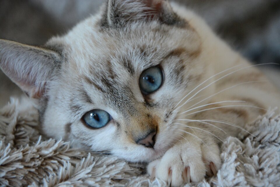 Blue eyes domestic animal cute