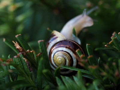 Mollusk animal nature