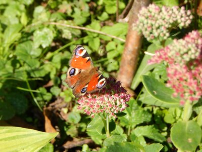Stonecrop sedum september