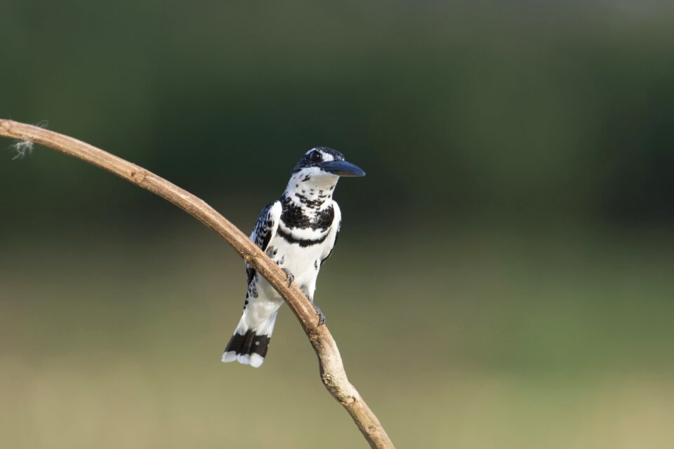 Birds eyes lonely