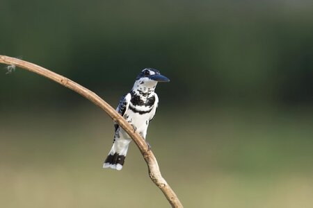 Birds eyes lonely