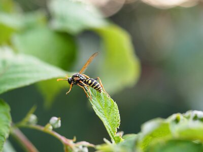 Nature animal blossom photo