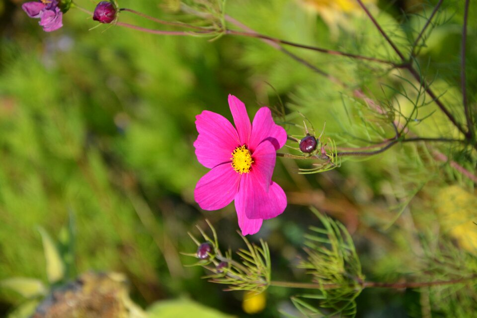 Bright pink color bouquet massif
