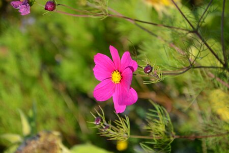 Bright pink color bouquet massif photo